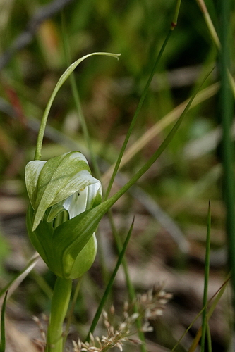Image of Pterostylis falcata by (c) Max Campbell, some rights reserved (CC BY)