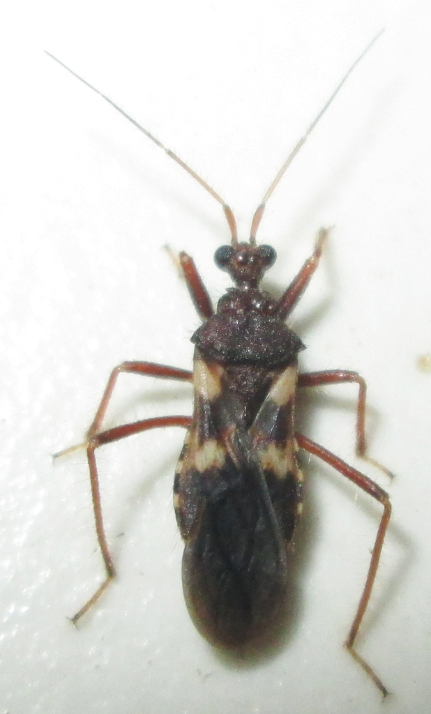Neotrichedocla
