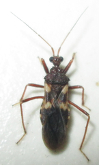 Neotrichedocla