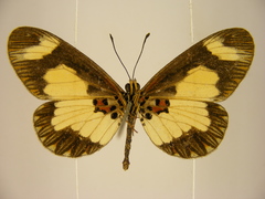 Acraea viviana