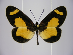 Acraea viviana