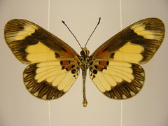 Acraea viviana