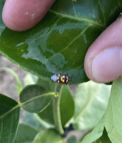 Oebalus poecilus