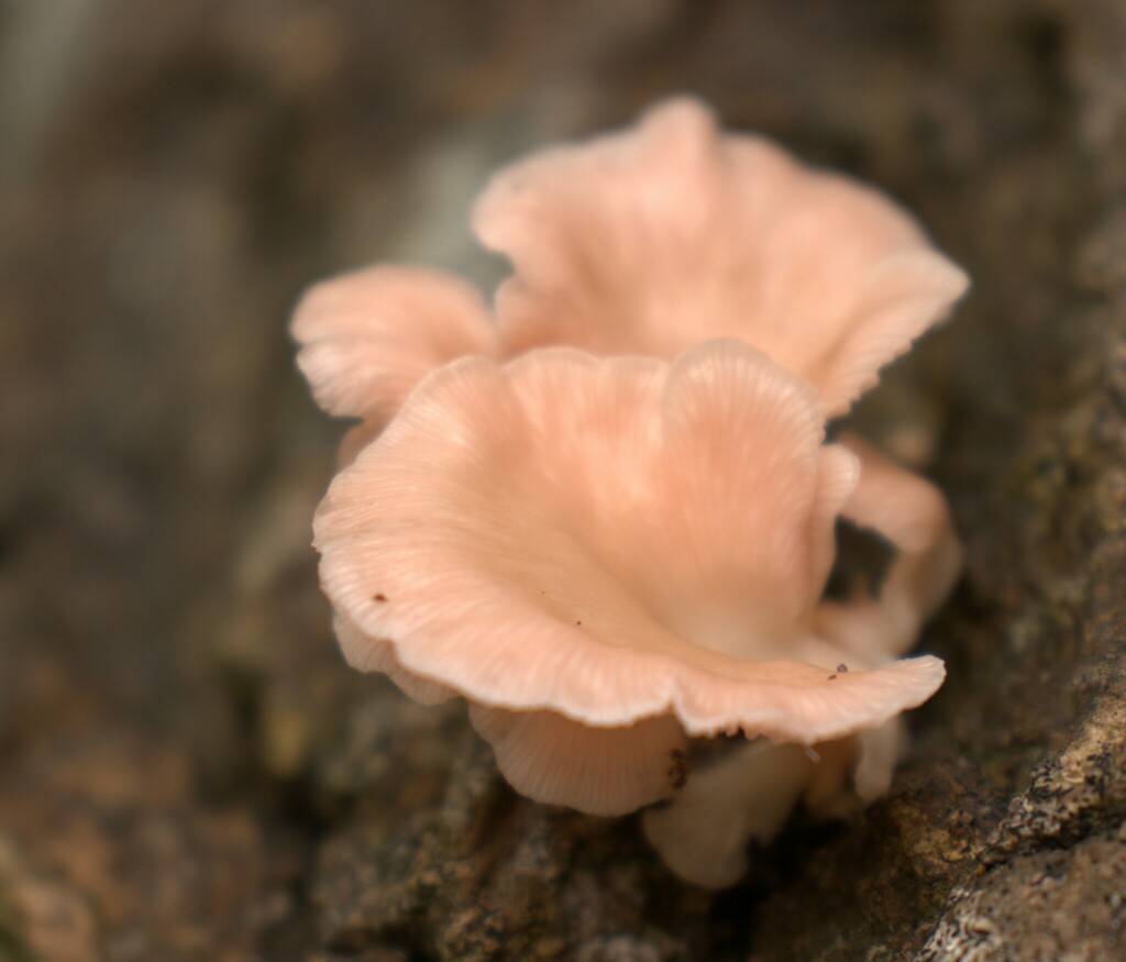 Pleurotus djamor · March 2024 · photo: © claritaa88 (iNaturalist, CC)