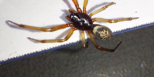 Noble False Widow, 4371 RG Koudekerke, Nederland, photo 9 of 10