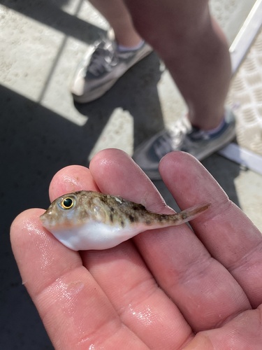 Least puffer (Sphoeroides parvus) — Tetraodontidae — 4