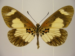 Acraea viviana