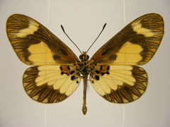 Acraea viviana