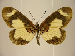 Acraea viviana