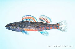 Gulf Darter photo 3