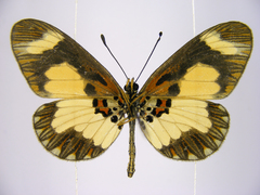 Acraea viviana