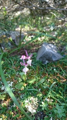 Orchis anatolica