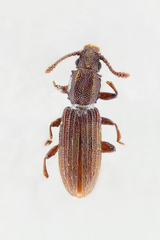 Oryzaephilus mercator