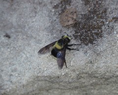 Volucella bombylans