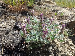 Lupinus concinnus