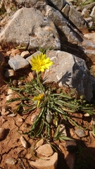 Pseudopodospermum molle