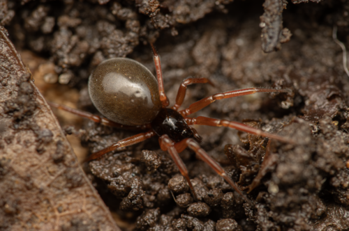 Periscope Dwarf Spider