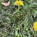 Incise-leaved Dandelion - Photo (c) junior_bartram, some rights reserved (CC BY-NC), uploaded by junior_bartram
