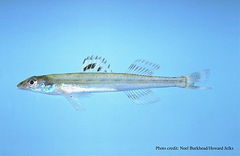 Florida Sand Darter photo 3