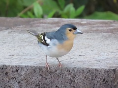 Fringilla coelebs palmae
