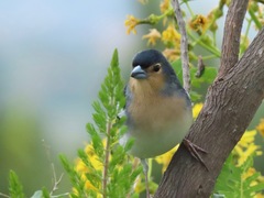 Fringilla coelebs palmae