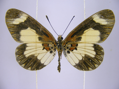 Acraea viviana