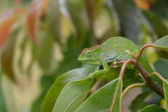 Kilimanjaro Blade-Horned Chameleon photo 2