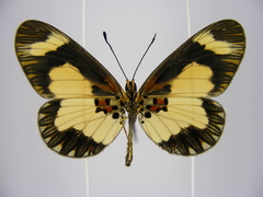 Acraea viviana