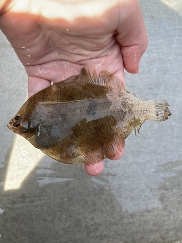 Fringed flounder (Etropus crossotus) — Paralichthyidae — 4