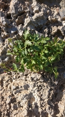 Scrophularia heterophylla