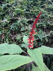 Salvia confertiflora