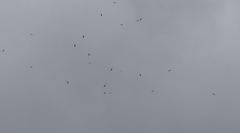 Ictinia mississippiensis