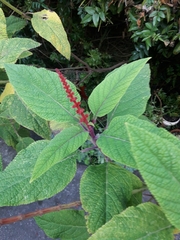 Salvia confertiflora