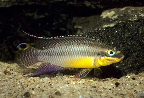 Striped kribensis (Pelvicachromis taeniatus) — Cichlidae — 3