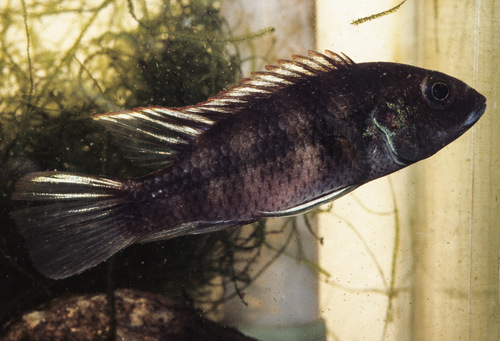 Bates' benitochromis (Benitochromis batesii) — Cichlidae