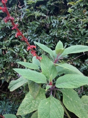 Salvia confertiflora