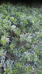 Thymelaea tartonraira