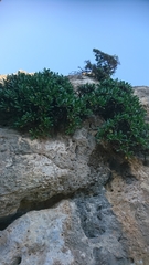 Staehelina fruticosa