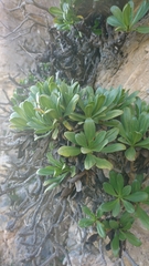 Staehelina fruticosa