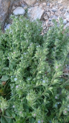 Echium parviflorum