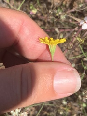 Pentachaeta aurea aurea