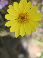 Pentachaeta aurea aurea