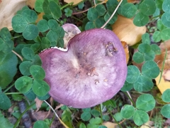 Russula nitida