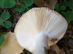 Russula nitida