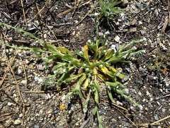 Plagiobothrys collinus fulvescens