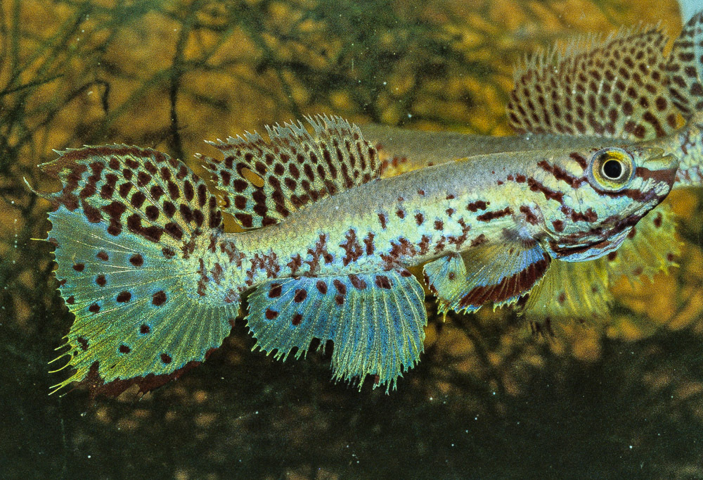 Fundulopanchax kribianus