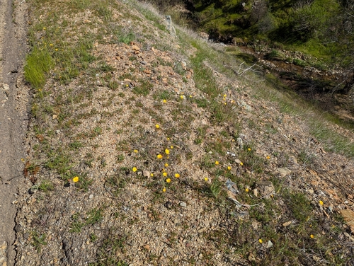Image of Eschscholzia hypecoides by (c) Alexander Wentworth, some rights reserved (CC BY)