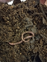 Eudrilus eugeniae