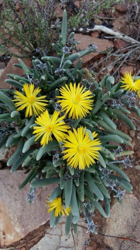 Hereroa acuminata L.Bolus 3