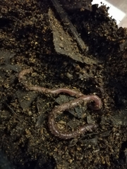 Eudrilus eugeniae